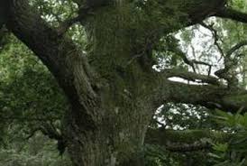 Résultat de recherche d'images pour "tree trunk repair grafts"