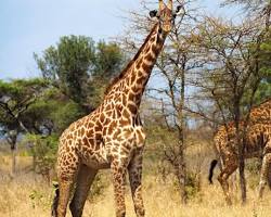 Image of Akagera National Park woodlands