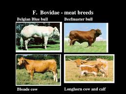 Image result for belgian blue bull meat