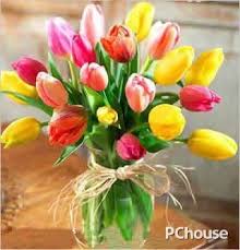 Image result for 鬱金香