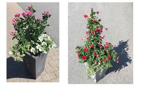 Bildresultat för uteblommor