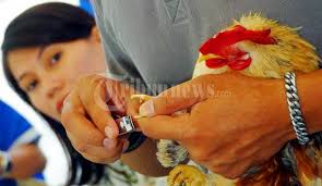 Gusti M Taufik, pakar perawatan ayam serama dari Komunitas Pasir (Penggemar Ayam Serama se Indonesia Raya), men pedycure Si Messi, ayam serama milik Islah ... - 20110815_Perawatan_Ayam_Serama_Di_Pedycure_