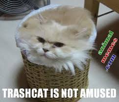Image result for Animal Meme