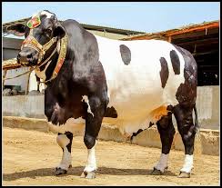 Image result for bakra eid 2015 pakistan