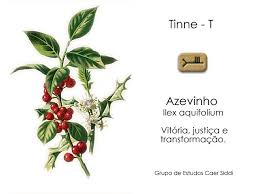 Resultado de imagem para Azevinho.