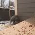 Lexington hip-hop artist helping homeless cats