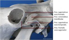 Image result for eyeball enucleation cattle