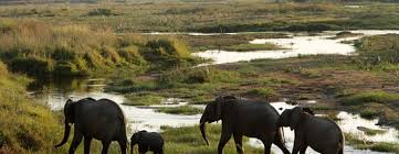 Image result for ruaha park