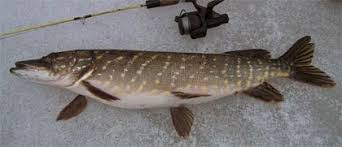 Image result for burbot fish
