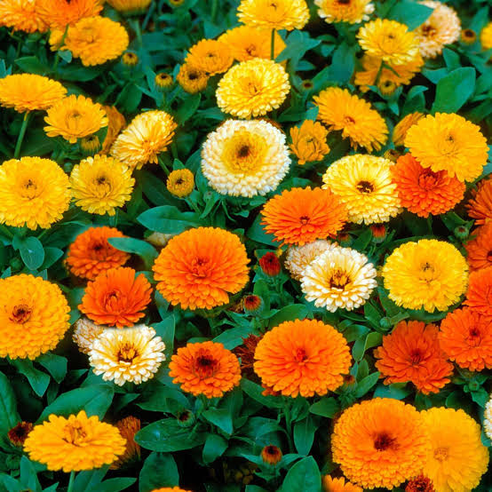 Pacific Beauty Mixed Calendula Seeds 5080