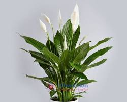 Bild der Spathiphyllum-Pflanze