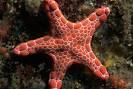 Tragic yet beautiful : Thousands of healthy starfish wash up on