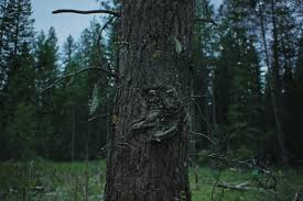 ‘Train Dreams’ is an ode to the lonely labor of forestry