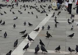 Image result for pigeons