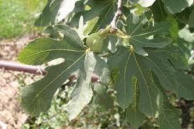 Risultati immagini per fico brogiotto