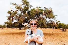 Image result for goat tree