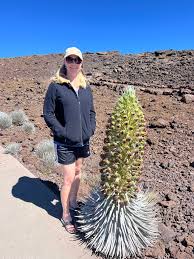 Haleakala 'ahinahina plant life cycle