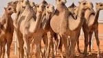وصول 4300 رأس إبل إلى