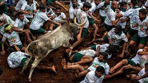 Image result for jallikattu images