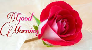 Image result for good morning