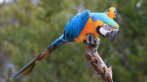 Image result for macaw parrot hd