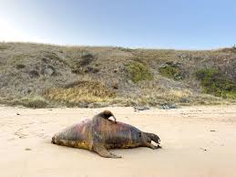 "Marine animals were mysteriously dropping dead: around 1 million were wiped out." Scientists now know the reason why – and it's terrifying