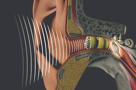 Image result for sound and the ear