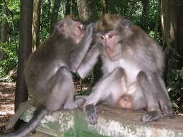 Hasil gambar untuk ubud kintamani tour