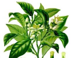 Image of برگ برغموت