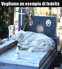 Vogliamo un esempio di fedeltà.. | BESTI.it - immagini divertenti, foto, barzellette, video