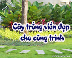 Hình ảnh về Cây cỏ nhung  Cây trồng viền