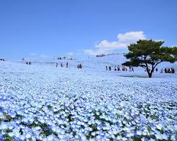 ネモフィラの丘（茨城県）の画像