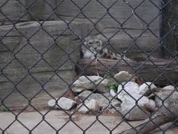 Résultat de recherche d'images pour "snow leopard biting tail"