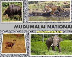 Image of Mudumalai National Park Tamil Nadu