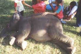 Image result for ivan t sanderson and the hippo dinosaur from africa