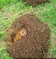 Image result for pocket gophers