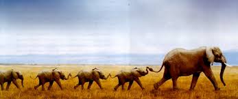 Image result for image of followership