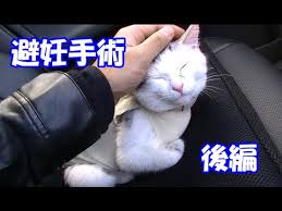 Image result for ねこ吉