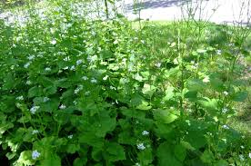 Image result for garlic mustard