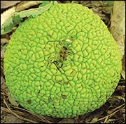 Image result for hedge apples