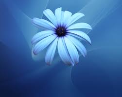 Image result for blue color flowers wallpaper