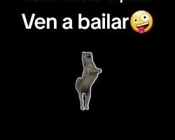 Imagen de Video de TikTok del lobo bailando