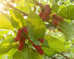 صورة Red Mulberry Tree