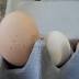 Is this Ballarat's biggest chicken egg?