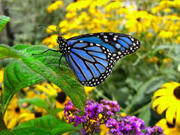 Image result for monarch