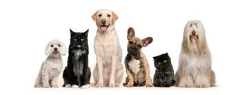 Resultado de imagen de veterinarios madrid