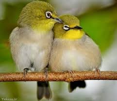 Image result for ‫عشق‬&lrm;