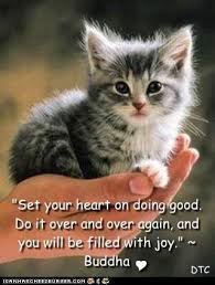 Buddha quote and a cute kitty | Words of Wisdom/Quotes | Pinterest ... via Relatably.com