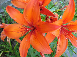 Resultado de imagen de flores rosas naranjas