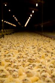 Image result for cafo